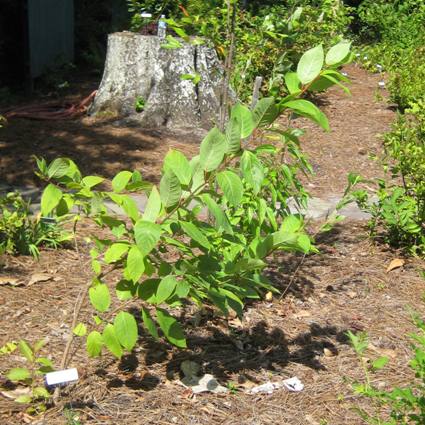 Buttonbush